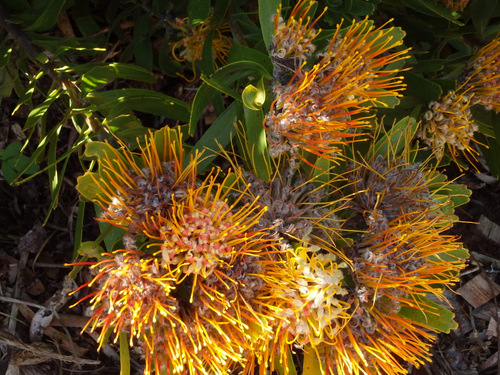 Kirstenbosch National Botanical Garden.